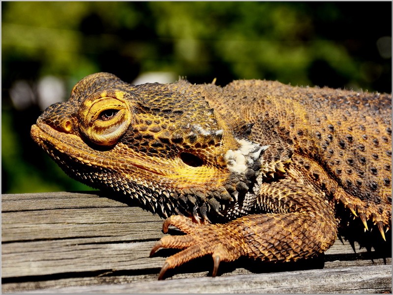 Sunbaking
